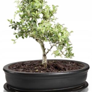 doniczka i drzewko bonsai, kolor antracytowy