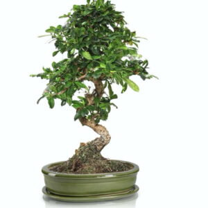 doniczka i drzewko bonsai, kolor zielony