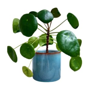 osłonka ceramiczna, doniczka niebieska, monte blue