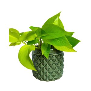 zielona osłonka ceramiczna karo