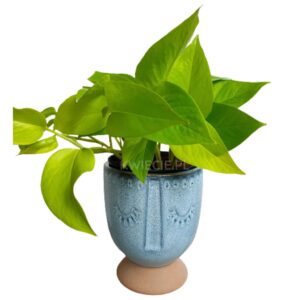 niebieska osłonka ceramiczna głowa